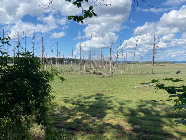 Dead trees at Cwm Ivy,
