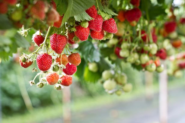 A picture of a Strawberry farm