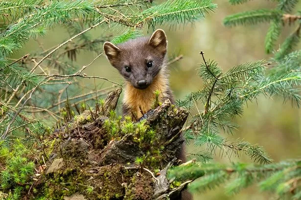 A Pine Marten kit