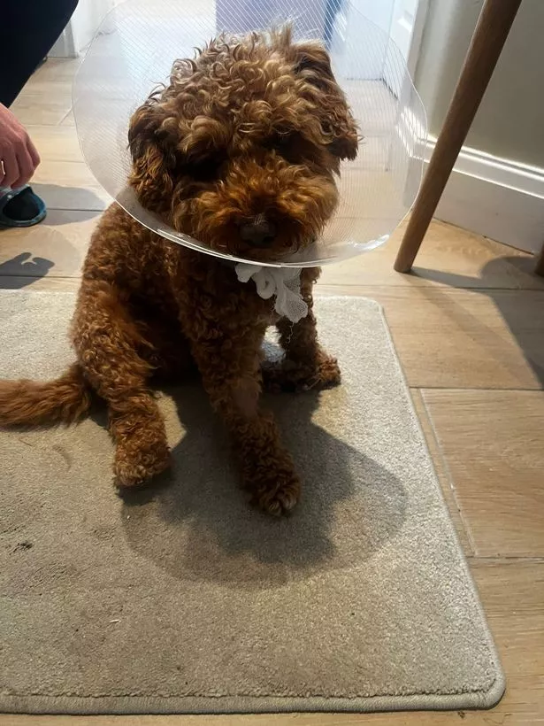 Ken suffered bite wounds to his neck and back legs