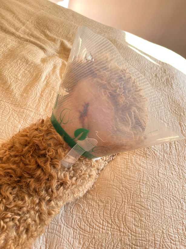 Ken suffered bite wounds to his neck and back legs