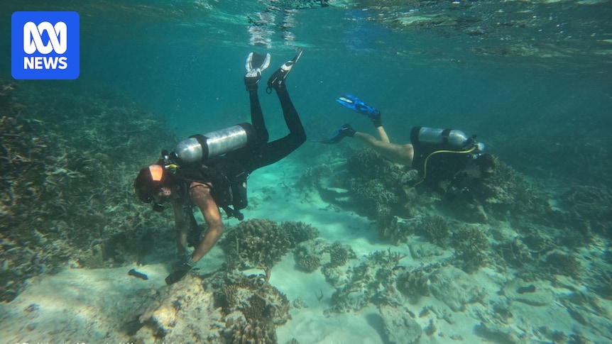 Six-month 'in danger' warning for Great Barrier Reef repeated at UN meeting