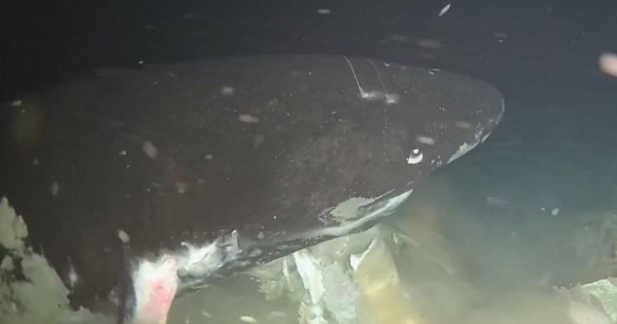 Incredible Pacific Sleeper Sharks footage captures feeding scenes over 3,000ft deep | News World