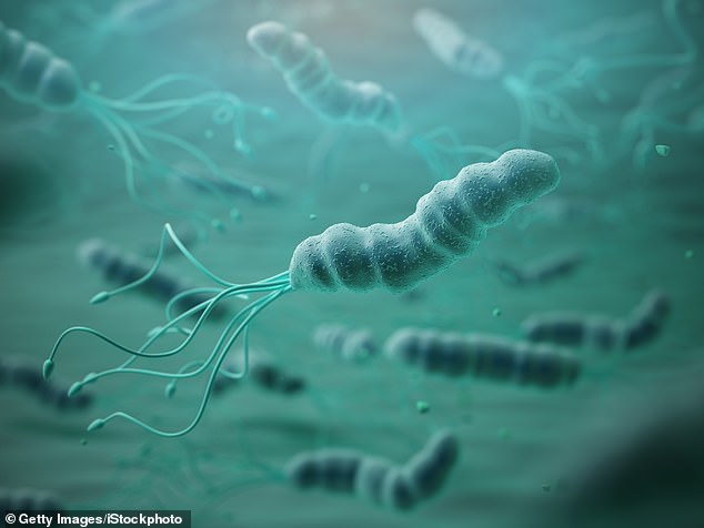Studies have previously found 40 per cent of Britons are infected with Helicobacter pylori. Pictured a graphical representation of the bacteria