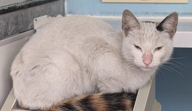 A cat dubbed Scout has been found in the engine of a minibus following a 400-mile journey