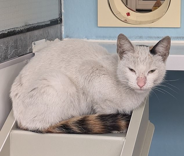 A cat dubbed Scout has been found in the engine of a minibus following a 400-mile journey