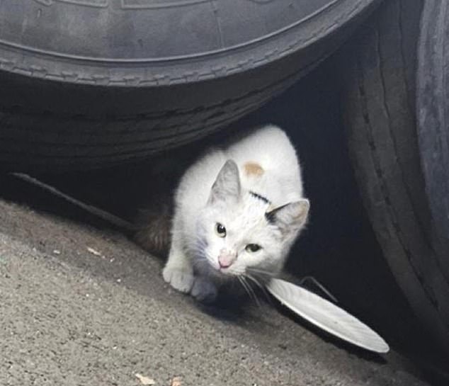 The charity Cats Protection is desperate to reunite Scout, who was found in the engine of a minibus, with his owners