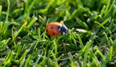 The Lord's ladybirds appeared again on Friday, but should be left alone rather than belted with a cricket bat