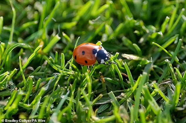 The Lord's ladybirds appeared again on Friday, but should be left alone rather than belted with a cricket bat