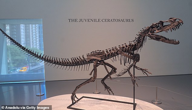 This natural history-themed auction will also see the sale of a juvenile Ceratosaurus fossil, expected to sell for $3-4.5 million ($4-6 million)