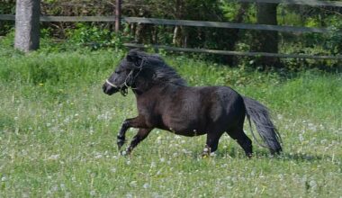 Ricardo van Z., 38, from De Kwakel, North Holland, appeared in court in Amsterdam on Wednesday after having sexual intercourse with the pony and filming the ordeals (File photo)