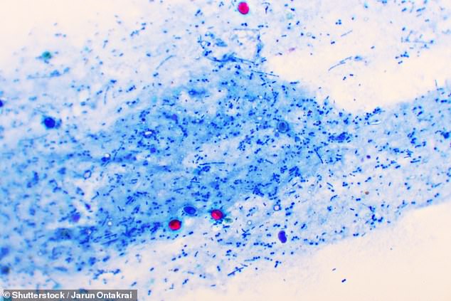 Cryptosporidium is a parasite that can cause a stomach bug which lasts up to two weeks. It is the main driver behind waterborne infectious intestinal diseases in England and Wales (file image)