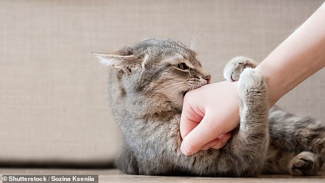 Cat scratch disease is a bacteria infection passed on to humans through a scratch that is contaminated with flea feces