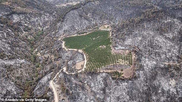 Raging wildfires engulfed Turkey outside the country's fourth-largest city - forcing hundreds of residents to flee their homes. Pictured: An aerial view shows a nectarine orchard remaining green while the surrounding forest area lies scorched after a wildfire between the districts of Gursu and Kestel in Bursa, Turkey on July 30