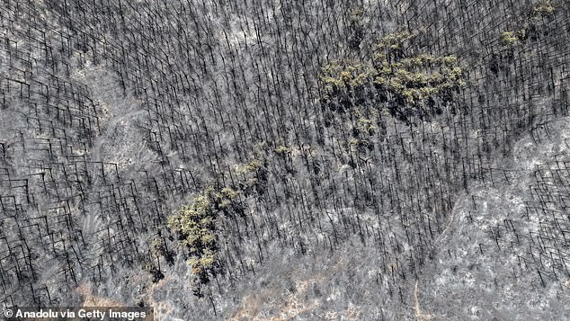 An aerial view shows scorched forest areas as firefighters continue to battle the wildfire from both air and ground for the fourth day between the districts of Orhaneli and Harmancik in Bursa, Turkey on July 29
