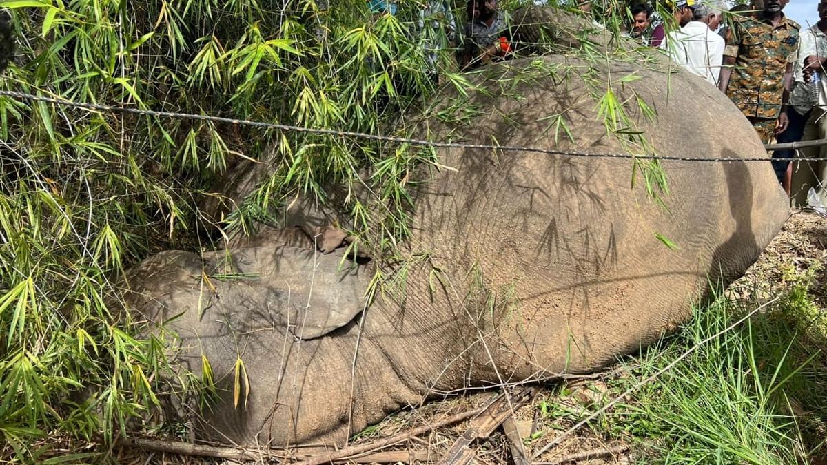Wild elephant overeats mangoes, dies of indigestion