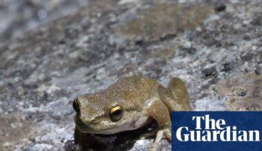 Hopes high as hundreds of critically endangered frogs survive release into wild in Victoria | Endangered species