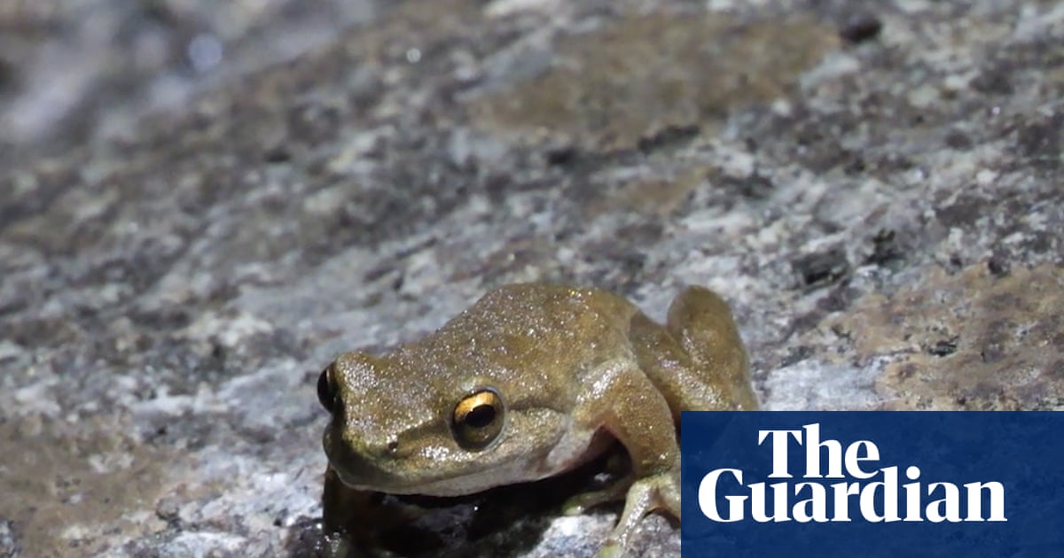Hopes high as hundreds of critically endangered frogs survive release into wild in Victoria | Endangered species