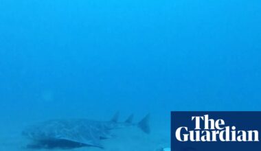 Critically endangered angel shark filmed off Welsh coast | Marine life