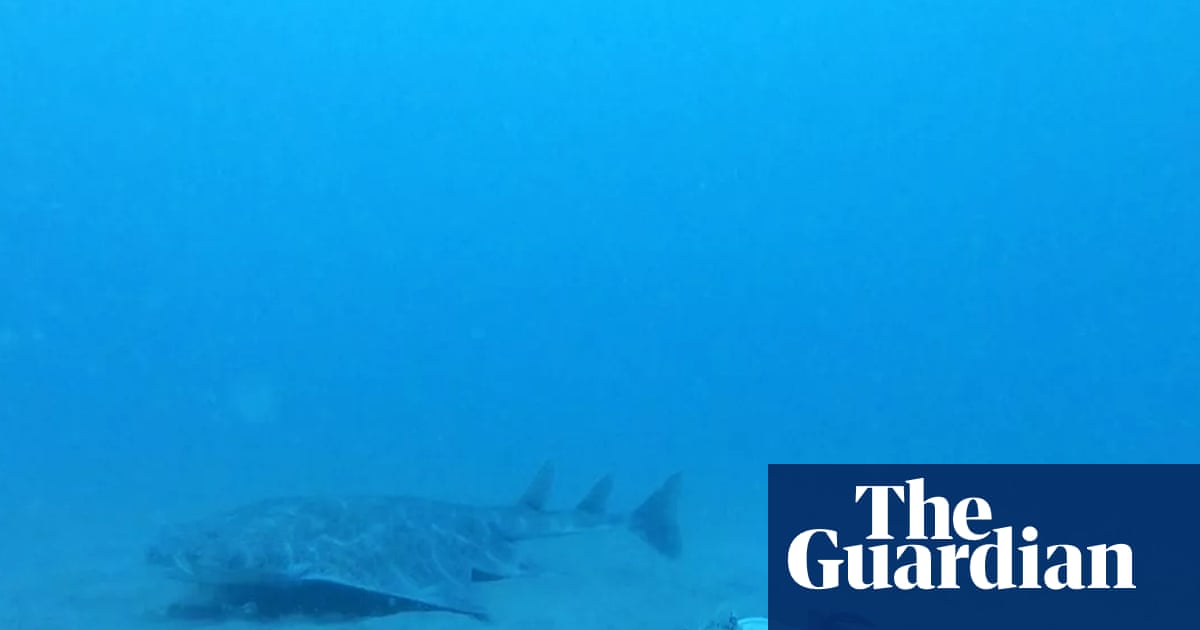 Critically endangered angel shark filmed off Welsh coast | Marine life