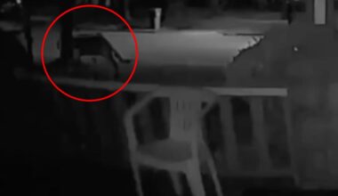 Mountain lion possibly sighted in Rochester has residents panicking