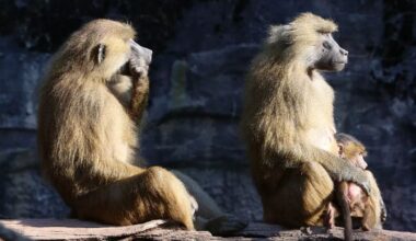 Backlash in Germany as Nürnberg Zoo kills 12 healthy baboons citing lack of space