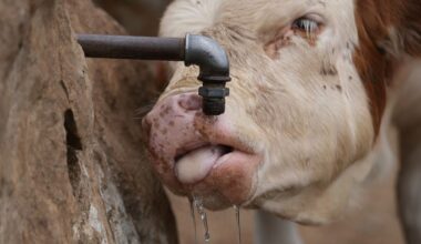 Emergency water deliveries begin on Serbian mountain as drought endangers some 1,000 cows and horses