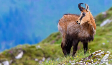 Unique animals of the hills and the places they can be seen