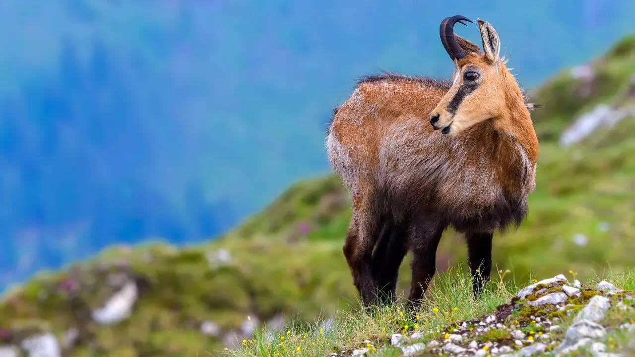 Unique animals of the hills and the places they can be seen