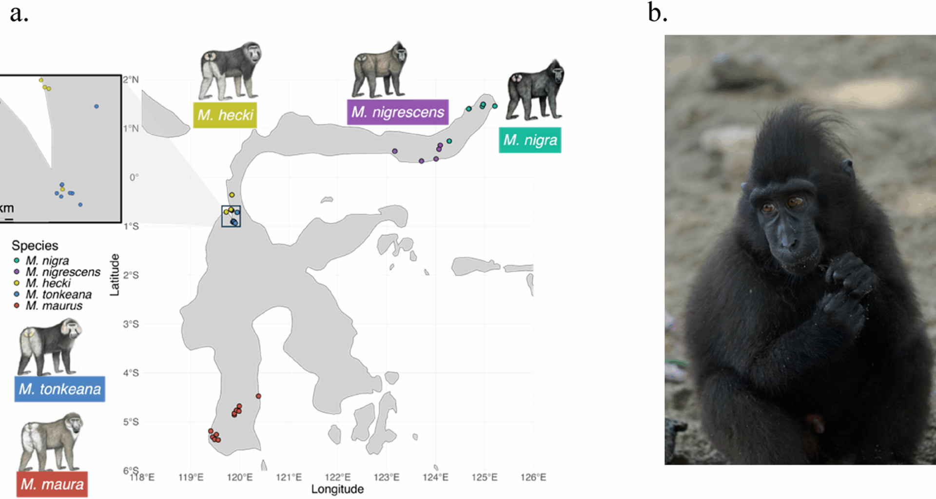 Exome analysis reveals species divergence in TYR and identifies species genetic markers in five endemic Macaca species on Sulawesi Island | BMC Ecology and Evolution