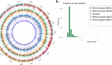Population-level gene copy number variations reveal distinct genetic properties of different Malus species | BMC Genomics