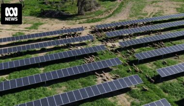 A solar farm approved in weeks shows how renewables rollout could be sped up