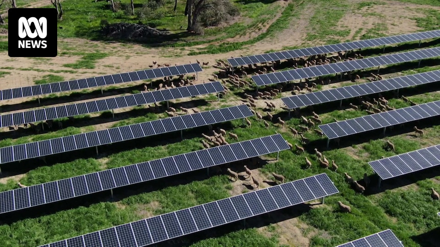 A solar farm approved in weeks shows how renewables rollout could be sped up