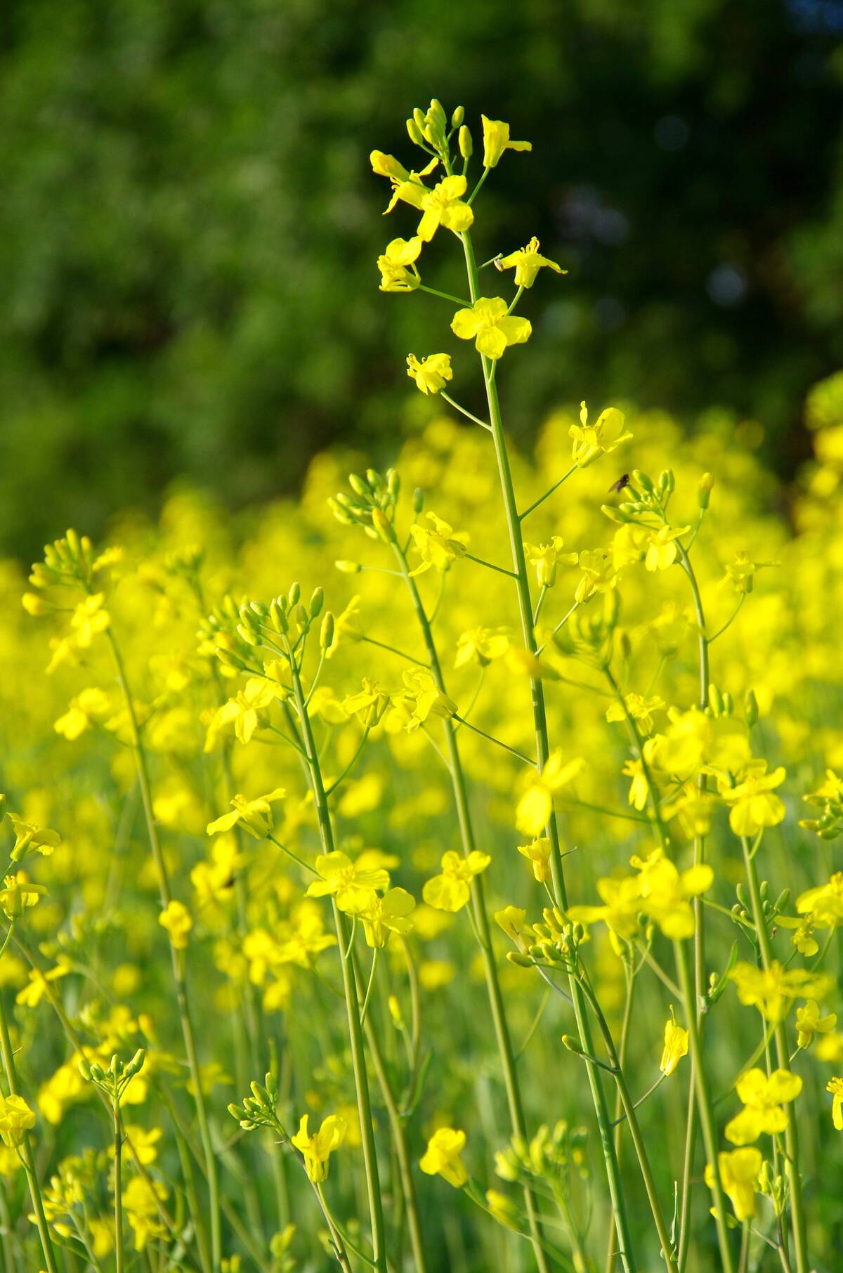 Researchers out of Ontario hope gene editing will help create a more robust plant for future canola crops. Photo: File