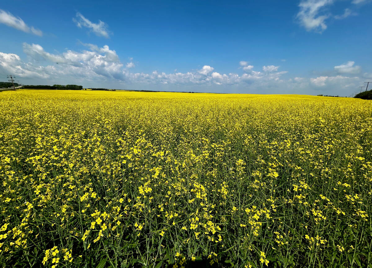 Canola in Western Canada may one day benefit from improved genetics thanks to the University of Guelph gene editing project. Photo: File