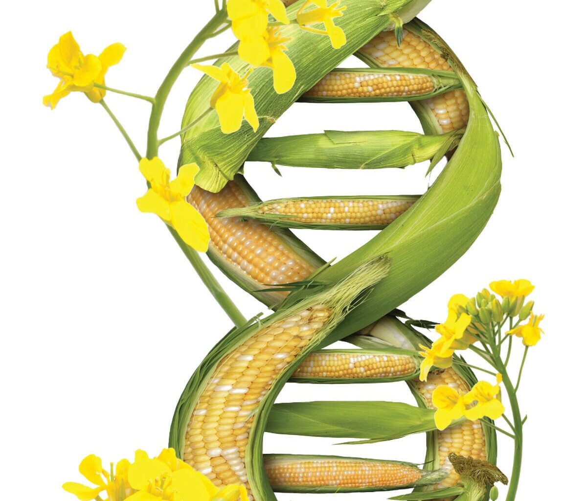Gene editing up a better canola crop: FEATURE