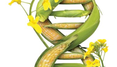 Gene editing up a better canola crop: FEATURE