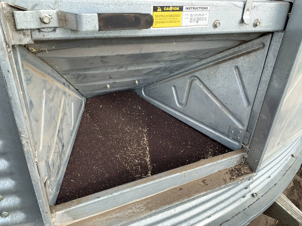 The promise of transgenic canola developed out of the University of Guelph includes a bump in yield without impacting oilseed quality. Photo: File
