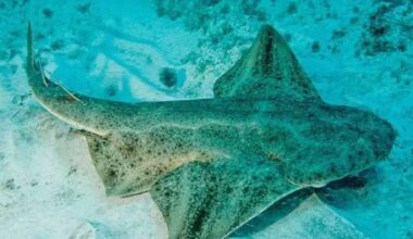 Canarian Weekly - Warming seas in the Canaries threaten breeding of critically endangered Angelshark