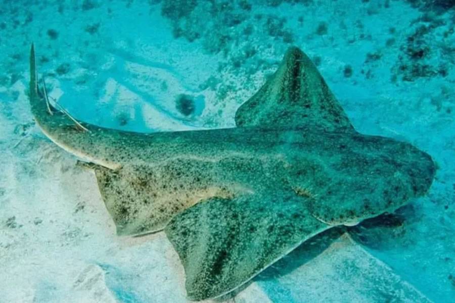 Canarian Weekly - Warming seas in the Canaries threaten breeding of critically endangered Angelshark