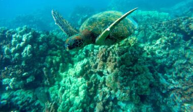 For World's Oceans, an Unwanted Heat Record
