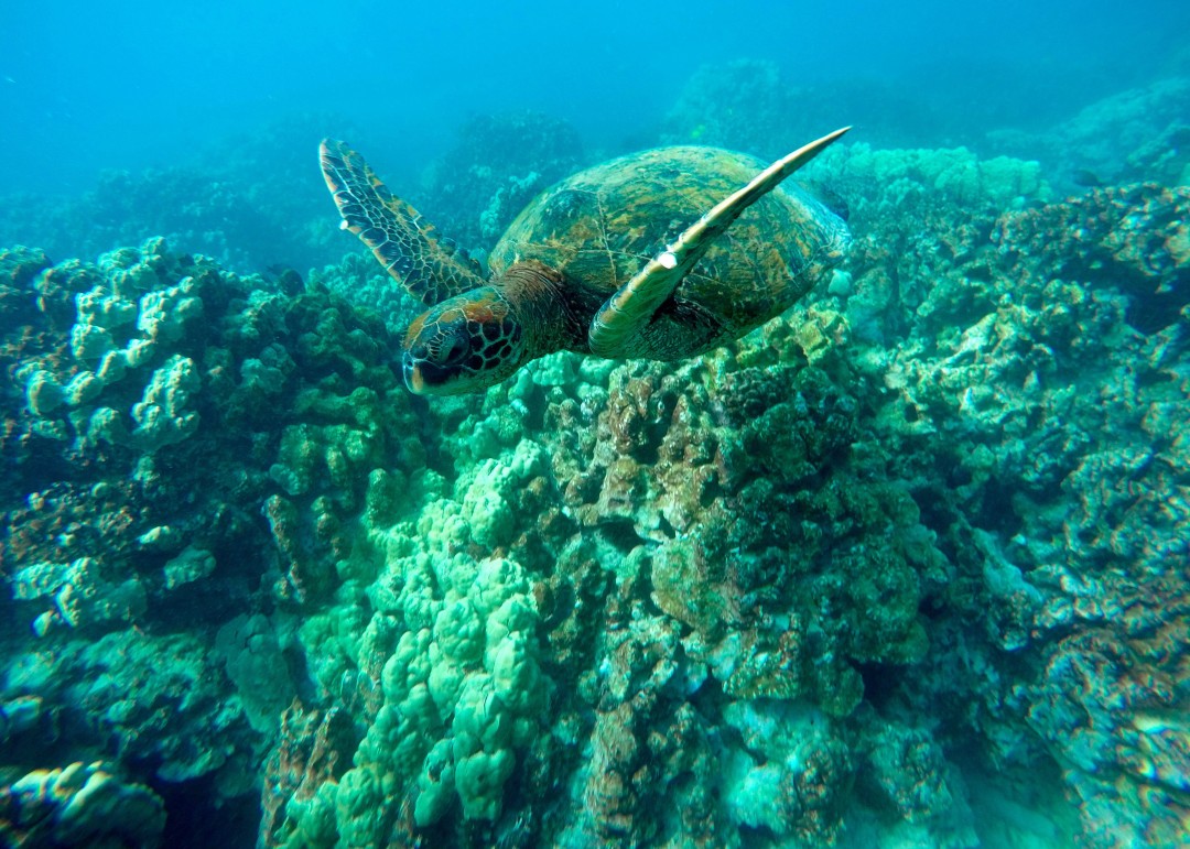 For World's Oceans, an Unwanted Heat Record