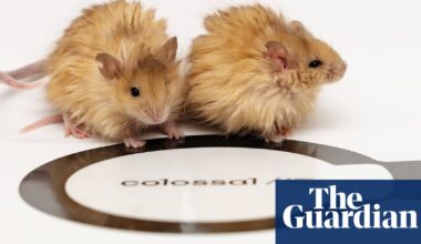 Scientists aiming to bring back woolly mammoth create woolly mice | Gene editing