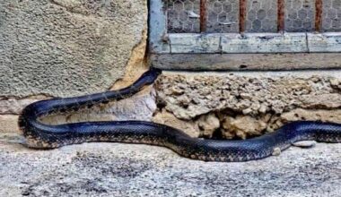 Snake sighting shocks tourists in Mallorca