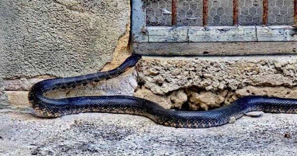 Snake sighting shocks tourists in Mallorca