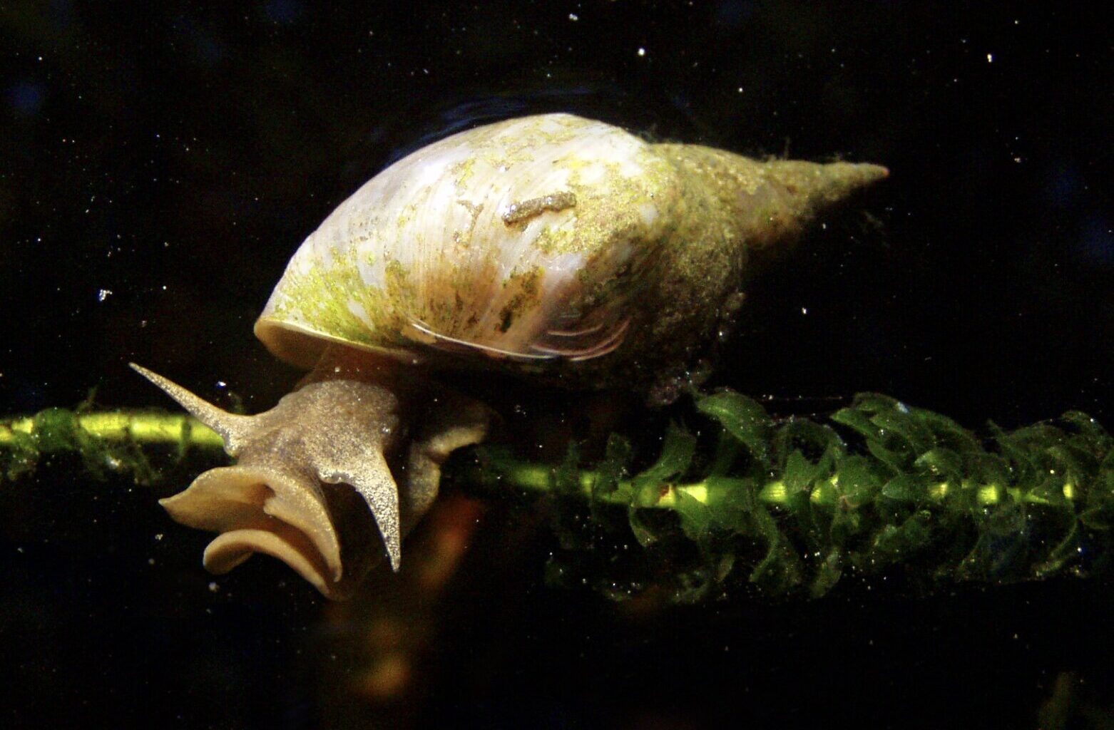 Invertebrate model sheds light on biological basis of anxiety