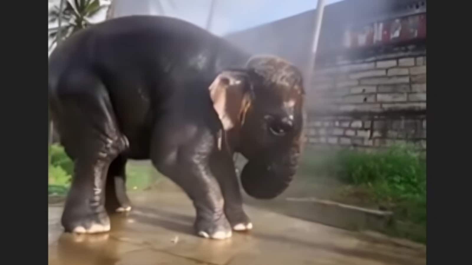 Baby elephant freezes mid-bath as tiny frog hops by, melts hearts with gentle empathy. Video | Trending