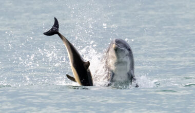 'Jack The Flipper' killer dolphin on loose off UK coast after slaying a baby dolphin and then a SHARK
