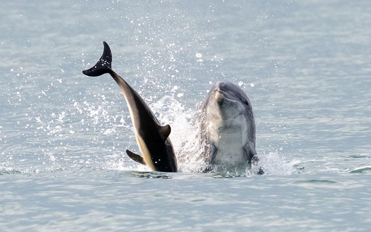 'Jack The Flipper' killer dolphin on loose off UK coast after slaying a baby dolphin and then a SHARK