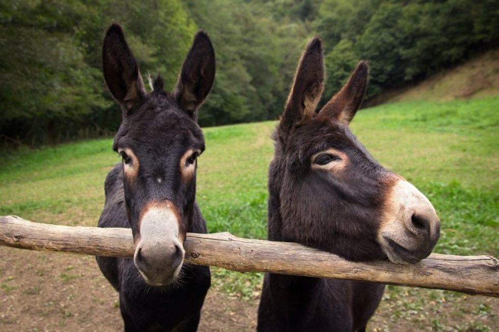 two donkeys, arabic idiom, repetition